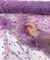 Lavender Pearl Tulle Fabric by the Yard, 60" Wide Soft Pearl Scattered Mesh